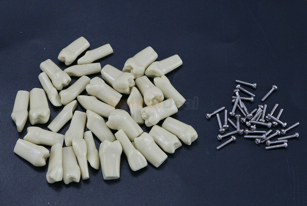 Dental Typodont M8021/M8022 28/32Pcs Replacement Teeth Fit Frasaco AG3/ANA-4
